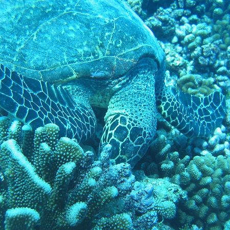 Fare Vaihere Moorea Dış mekan fotoğraf